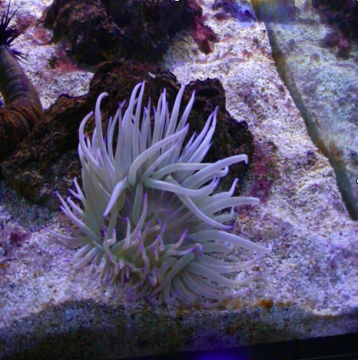 anemone