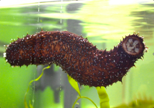oloturia