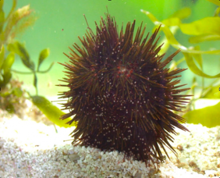 riccio di mare