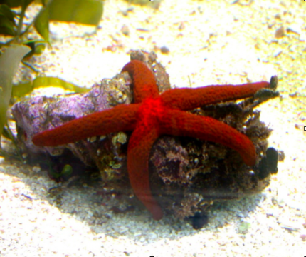 stella di mare